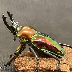 ニジイロクワガタ ピカール血統 ペアの画像