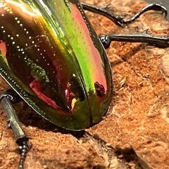 ニジイロクワガタ ピカール血統 ペアの画像