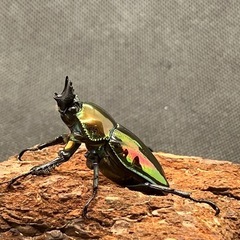 ニジイロクワガタ ピカール血統 ペアの画像