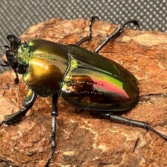 ニジイロクワガタ ピカール血統 ペアの画像