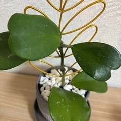 ハートが可愛い♡ ハートホヤ　カーリーの画像