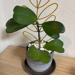 ハートが可愛い♡ ハートホヤ　カーリーの画像