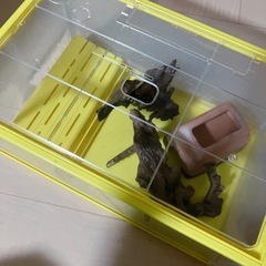 亀　爬虫類　ケージの画像