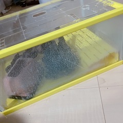 亀　爬虫類　ケージの画像