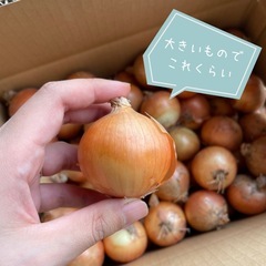 小玉玉ねぎ   ペコロス 5kgの画像