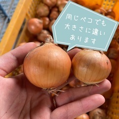 小玉玉ねぎ   ペコロス 5kgの画像