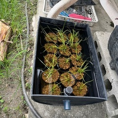 スターグラス苗木の画像