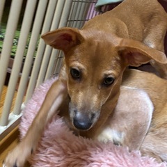子犬のわさび