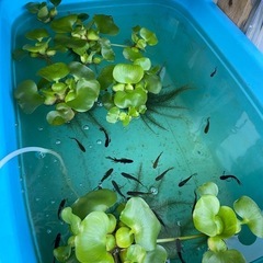 めだか　オロチ　ヒレ長　幼魚　10匹の画像