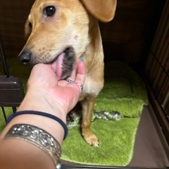 子犬のみそ