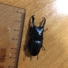 8月31日まで　クワガタ♂48㍉の画像