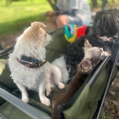 🐾🐶🐾犬友🐾募集🐾