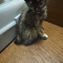 サビ こねこ🐱 生後１ヶ月半程 メス