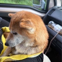 捨てられ、徘徊していた柴犬保護しました。