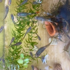 グッピー メス 観賞魚 10匹500円の画像