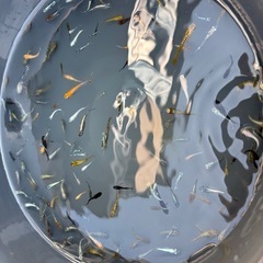 【売約済】めだかミックス40匹⑦の画像