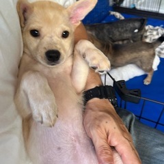 (仮)ポノちゃん