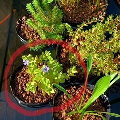 ビオトープ水草 ウォーターバコパ②　（水上葉）ビニールポット入りの画像