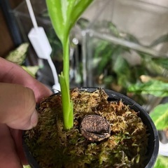 観葉植物　アグラオネマ　カーティシー
の画像