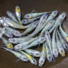 夜桜　メダカ　ブルー　選別漏れ20匹　体長1.5～2cm(検索用...