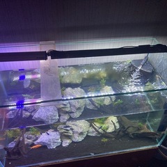90センチ水槽の画像