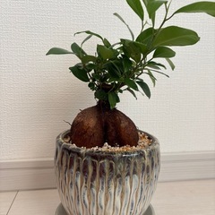ガジュマルの画像