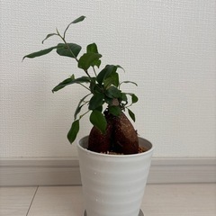 ガジュマルの画像