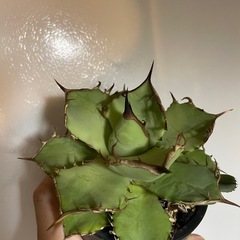 アガベ　子株の画像