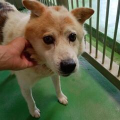 【管理所収容】成犬男の子７歳くらいの家族募集(室内飼育条件)