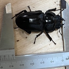 福岡　久留米産オオクワガタペアの画像
