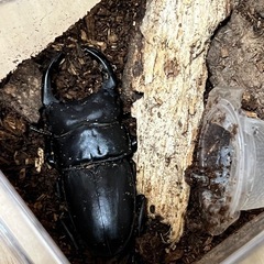 福岡　久留米産オオクワガタペアの画像