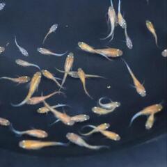 強墨三色 めだか メダカ 稚魚 若魚 三色メダカ 選外 ラメメダカの画像