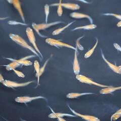 強墨三色 めだか メダカ 稚魚 若魚 三色メダカ 選外 ラメメダカの画像