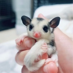 モザイクヘテロリューシ リングテール