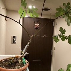 いちじくの画像