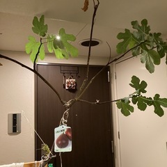 いちじくの画像