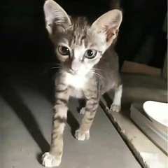 耳が大きいのが特徴的✨