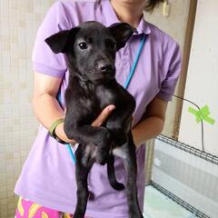 【管理所収容】野犬子犬兄妹の里親ファミリー募集(終生室内飼育)