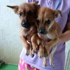 【管理所収容】野良子犬の兄妹の里親ファミリー募集(終生飼養、室内飼育)