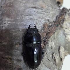国産オオクワガタ　YG血統　ミニペアの画像