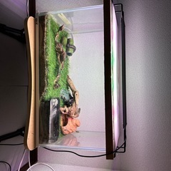 オキナワシリケンイモリ　2匹の画像