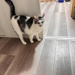 猫星親募集
