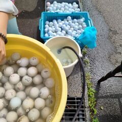 ウミガメのたまごの画像