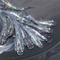 スーパー魔王改 メダカ めだか 稚魚 ラメメダカ 紫メダカ 虹色素胞 虹ラメの画像