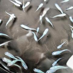 しずくメダカ若魚10匹+a②の画像