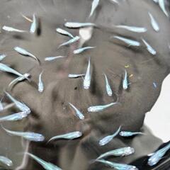 しずくメダカ若魚10匹+a②の画像