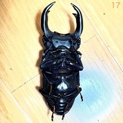 【 愛知県 西尾・安城・刈谷・豊明・日進】 能勢YG血統 25年羽化 オス1匹メス2匹　76.5mm•48.9mm•45mm F4 オオクワガタ 成虫　17•19•9の画像