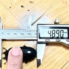 【 愛知県 西尾・安城・刈谷・豊明・日進】 能勢YG血統 25年羽化 オス1匹メス2匹　76.5mm•48.9mm•45mm F4 オオクワガタ 成虫　17•19•9の画像