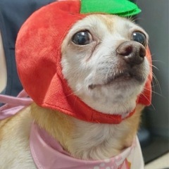 ミックス