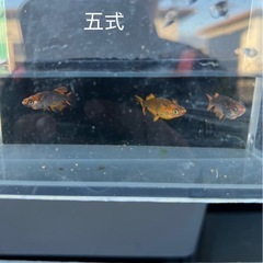 メダカ　1000円均一の画像